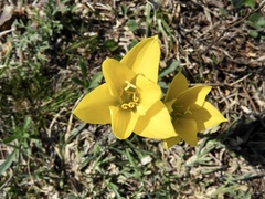 Zephyranthes filifolia