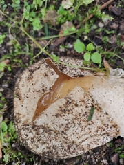 Phallus impudicus togatus