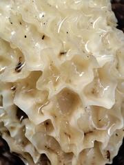 Phallus impudicus togatus