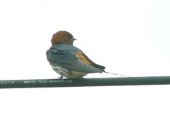 Cecropis abyssinica