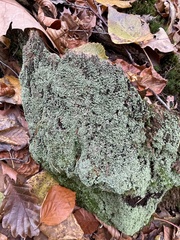 Cladonia caespiticia