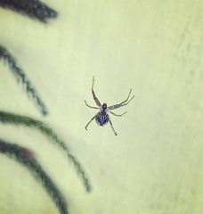 Cyrtophora cicatrosa