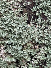 Cladonia caespiticia