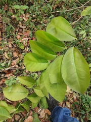 Euphorbia tithymaloides