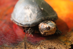 Kinosternon leucostomum