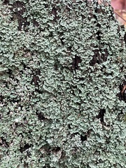 Cladonia caespiticia