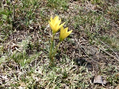 Zephyranthes filifolia