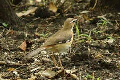 Cercotrichas quadrivirgata