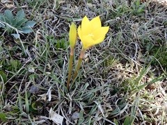 Zephyranthes filifolia