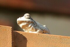 Chiromantis xerampelina