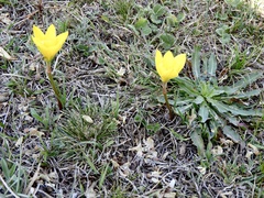 Zephyranthes filifolia