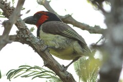 Lybius torquatus