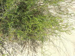 Artemisia arenaria