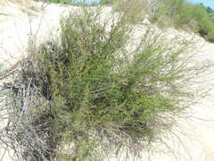 Artemisia arenaria
