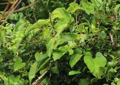 Aristolochia acuminata