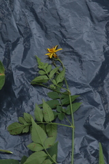 Bidens reptans