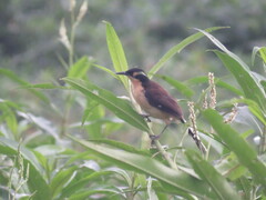 Donacobius atricapilla