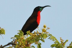 Chalcomitra senegalensis