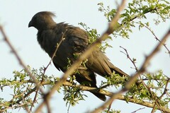 Corythaixoides concolor