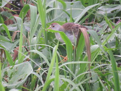 Porphyrio flavirostris