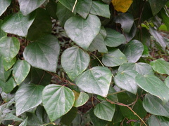 Pericampylus glaucus