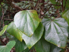 Pericampylus glaucus