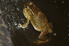 Sclerophrys garmani