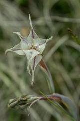 Gladiolus longicollis