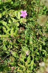 Geranium soboliferum