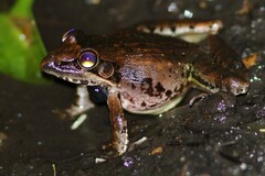 Ptychadena anchietae