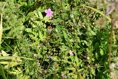 Geranium soboliferum