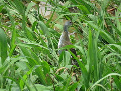 Porphyrio flavirostris