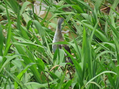 Porphyrio flavirostris