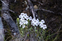 Euphrasia collina