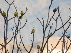 Chloris spinoides