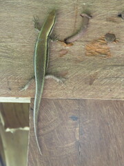 Notomabuya frenata