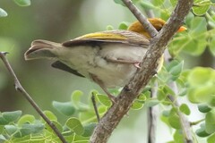 Anaplectes rubriceps