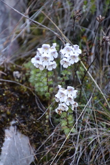 Euphrasia collina