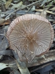 Lanatulae