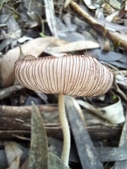 Lanatulae