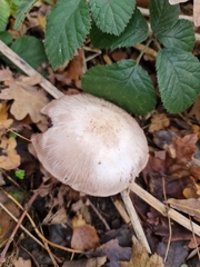 Agaricus sylvaticus