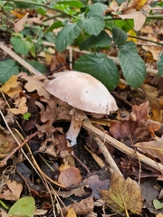 Agaricus sylvaticus