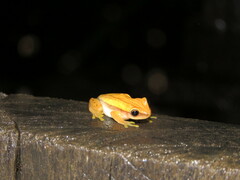 Dendropsophus walfordi