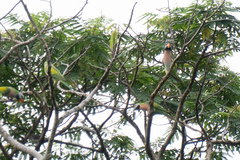 Psittacula alexandri