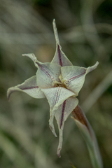 Gladiolus longicollis