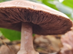 Agaricus sylvaticus