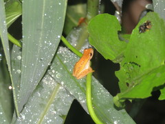 Dendropsophus walfordi