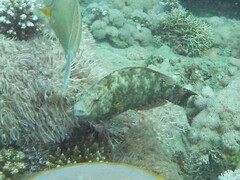 Calotomus viridescens