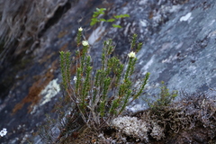 Epacris obtusifolia