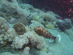 Calotomus viridescens